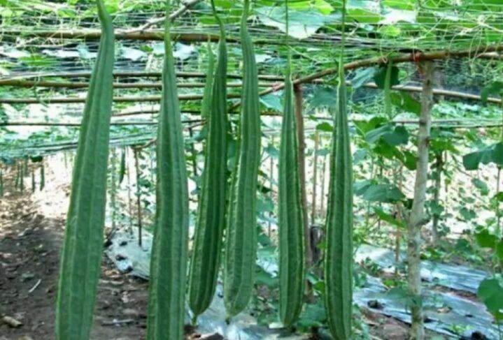 บวบเหลี่ยม-10เมล็ด