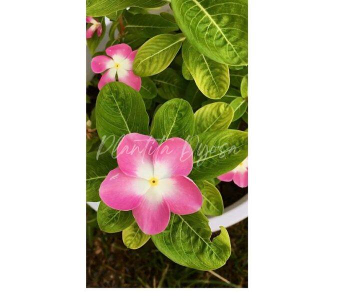 VINCA MIX COLOR (50/100 SEEDS) PERIWINKLE KUMINTANG flower seeds