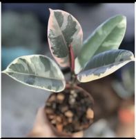 Rubber Plant ต้นยางอินเดีย ใบด่าง เลือกต้นได้? ( 40- 100 cm.วัดจากพื้น)  Ficus Elastica Variegata รับประกันความเสียหายจากการขนส่ง