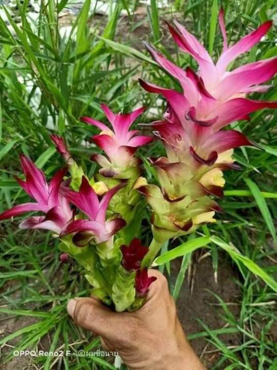หัวพันธุ์กระเจียวแดงทานดอก-กิโลกรัมละ-90