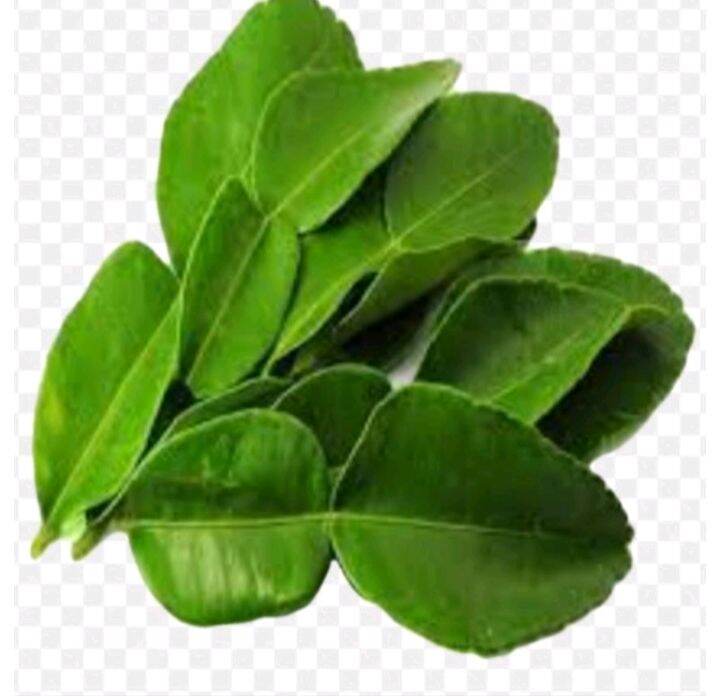 Pomelo leaves ( 50 pcs) Lazada PH