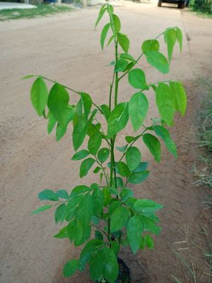 ต้นผักหวานบ้านยอดอ่อนผลอ่อนวิตามินเยอะ สูง50-60ซ.ม รากแน่นพร้อมปลูก (แบบชำกิ่ง)