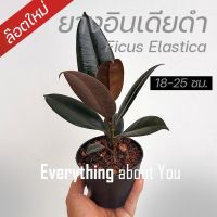 ต้นยางอินเดียดำ S+ size ล๊อตใหม่ คัดให้สวยๆ ขนาดสูง 18-24ซม. ficus elastica India rubber plants