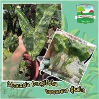 ?Alocasia longiloba?พญาจงอาง จากแม่ด่างขาว?ลุ้นด่าง?ชุดุ 5 ต้น☘️