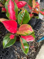 อโกลนีมา พาร่ำรวย Aglaonema sp. ‘Pharamruay กระถาง  6 นิ้ว