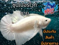 ปลากัด สีขาว คัดเกรดสวยงาม ชาย มีประกัน