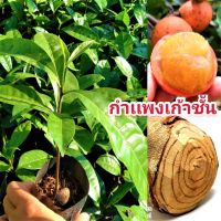 ต้นกำเเพงเก้าชั้น สมุนไพรไพรไทย สูง 15-20 ซม. ต้นเเข็งเเรง พร้อมปลูก