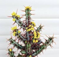 ยูโฟเบียเอรูจิโนซ่า Euphorbia Aeruginosa กระบองเพชร แคคตัส