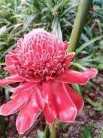 Red Flower Torch Ginger, dig one 1 trunk with roots / ต้นดาหลา ขุดหนึ่งต้น