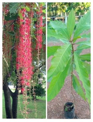 ต้นจิกน้ำหรือต้นกระโดนน้ำ ดอกสวยมาก กินดอกและยอดอ่อน สูง 60-70ซ.ม แบบเพาะเมล็ด
