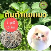 ต้นตำแยแมว ต้นกัญชาแมว รากต้นตำแยแมว 15ต้น ราคา39 บาท