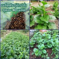 เมล็ดพันธุ์ผักปลั่ง ชุดละ 40 เมล็ด