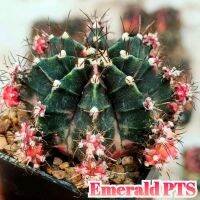 Gymno Emerald โคลนเพชรแต้มสี ตัวแท้?