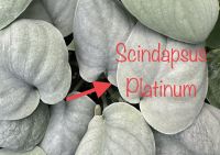 Scindapsus Silver Platinum หัวใจแนบ ซิลเวอร์แพลตทินั่ม จัดส่งทั้งกระถาง