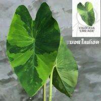 บอนไลม์เอด พร้อมปลูก (รับประกันด่าง) Colocasia lime aide (ไม้เเรร์ไอเทม )