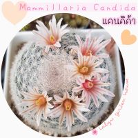 ??mammillaria candida (แคนดิด้า) หนามขาวสวย ?ไม้สะสม แตกหน่อเอง ดอกสีชมพูขีดสวยมาก ??ขนาด 4-5 cm ใหญ่มาก sizeออกดอก ?