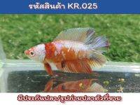 ปลากัดสองหาง (DT) นีโม่คอป เพศผู้ ขนาด 1.4-1.5 นิ้ว