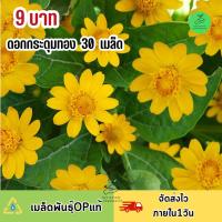 ถูกที่สุด 9 บาท เมล็ดพันธุ์ดอกกระดุมทอง บรรจุ30 เมล็ด