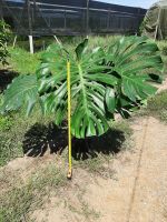 (ขายแล้ว)Philodendron deliciosa ต้นที่ 158 หรือ มอนสเตอร่า ไจแอนท์ ทรงต้นใหญ่มาก (เทียบความสูง100ซม.)ใบแฉกใหญ่ สวยมาก ปลูกในกระถาง 11นิ้ว มอนสเตอร์ร่าไม้เมล็ด Monstera Giant