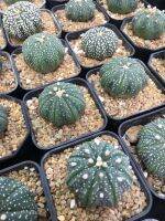 Cactus แคนตัสแอสโตรไฟตัมคาบุโตะส่งพร้อมกระถาง cactus As