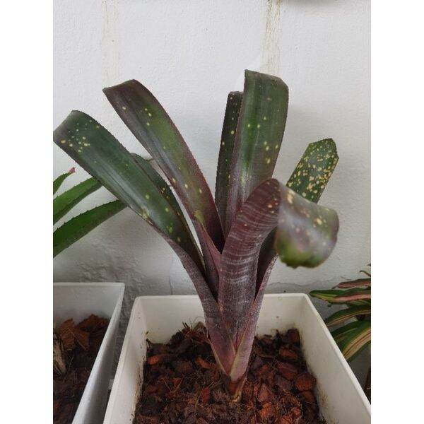 bromeliad billbergia Amoena Var. Viridis Lazada