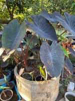 Colocasia black magic บอนดำ แบล็กเมจิกส่งพร้อมกระถาง 1ต้น