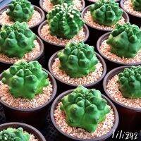 01 Gymnocalycium​ ​montrose kikko​