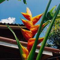 หน่อเฮลิโคเนีย แจ็คควินิไอ Heliconia Jacquinii(1หน่อพันธ์ุ) ธรรมรักษา บันไดสวรรค์