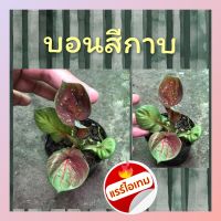 บอนกาบ(ลูกไม้สีน้ำตาลจุดขาว)ฟอร์มสวยๆ✳️สินค้าตรงปก✳️