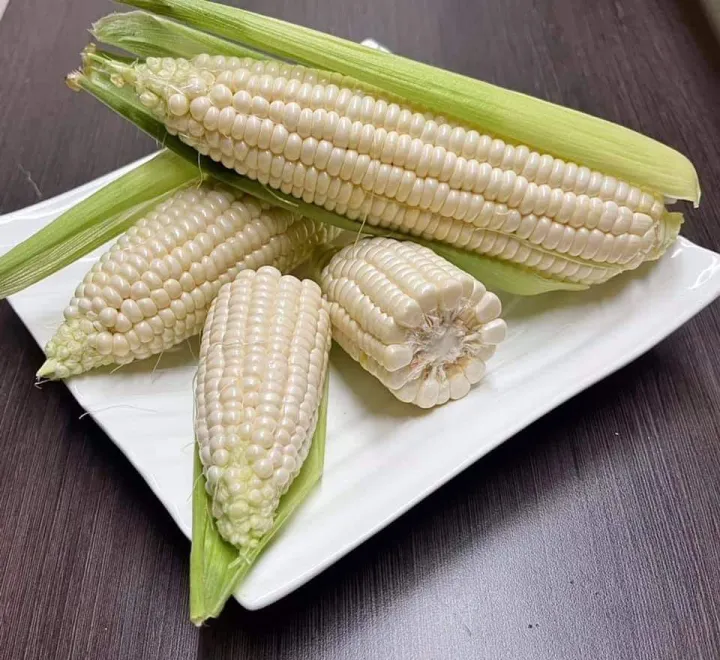 Fresh Cameron Sweet Pearl Corn White Corn Jagung Susu Tanah Tinggi