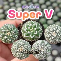 แอสโตร ซุปเปอร์ วี Astro Super V เลือกต้นได้ - แคคตัส กระบองเพชร cactus