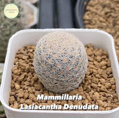 [MAMM14] Mammillaria Lasiacantha Denudata แคคตัส กระบองเพชร แมมมิลาเรีย ต้นไม้