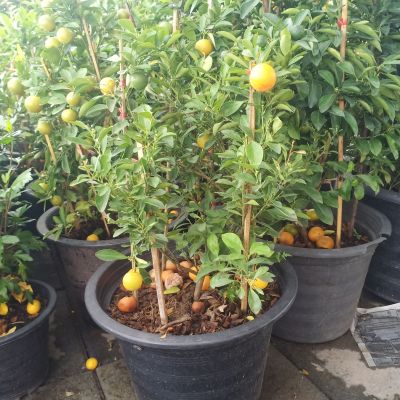 ส้มจี๊ด ส้มจี๊ดกระถาง15นิ้วต้นใหญ่ ต้นส้มจี๊ด