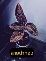 ว่านน้ำทอง Jewel orchid ไม้มงคล ราชินีกล้วยไม้ดิน จัดส่งทั้งกระถาง