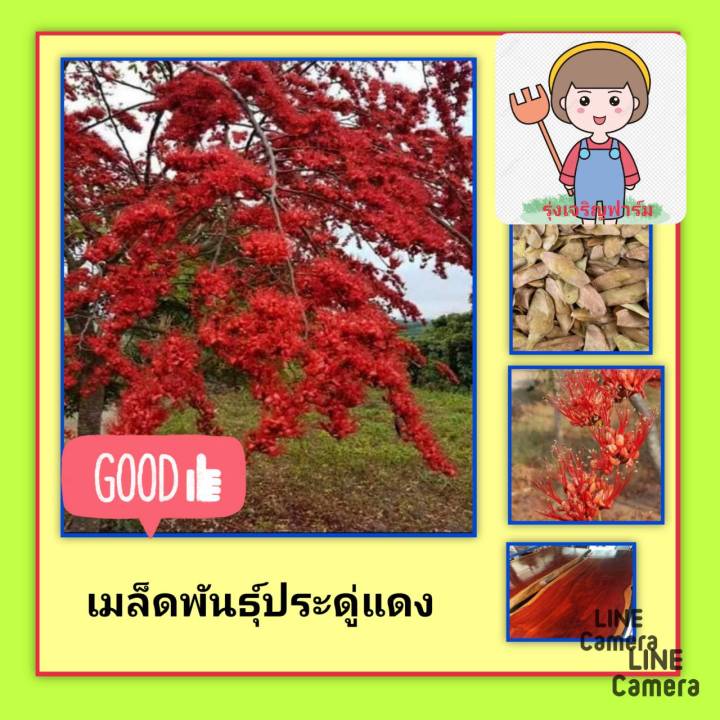 เมล็ดพันธุ์ประดู่แดง-เมล็ดพันธุ์ไม้ดอกไม้ประดับ-เม็ดพันธุ์ต้นไม้เศรษฐกิจหายาก-ชุดละ10-เม็ด