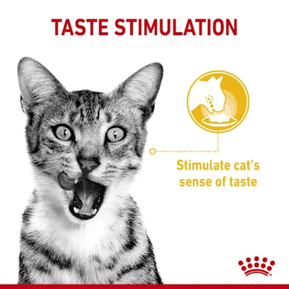 royal-canin-sensory-taste-chunks-in-gravy-12-ซอง-อาหารแมวโตช่างเลือก-กระตุ้นการกินด้วยกลิ่นหอม