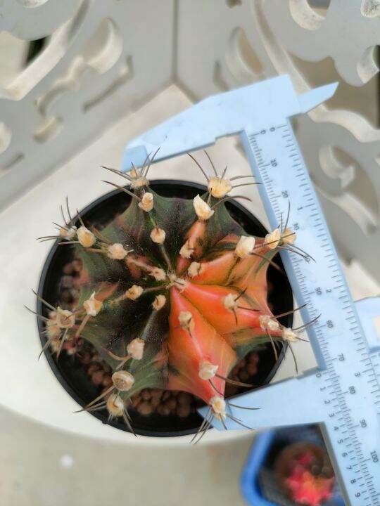 กระบองเพชร-แคคตัส-ยิมโนด่าง-gymnocalycium-อยู่ในกระถาง-3-นิ้ว-พร้อมส่ง