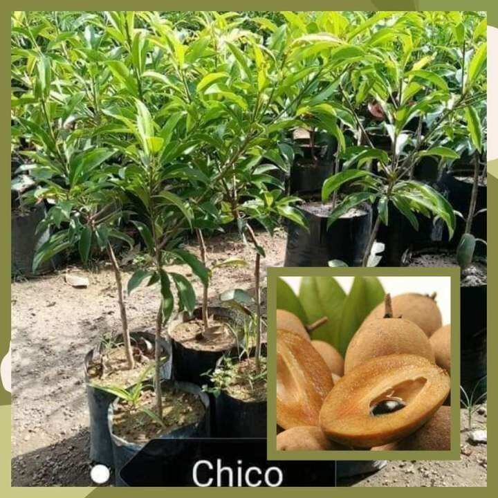 Live Plant Grafted Plant Marcoted Plant Chico Ponderosa Tree Plant Fruit bearing Tree Plant