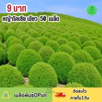 9 บาท ถูกที่สุด เมล็ดพันธุ์หญ้าโคเซีย สีเขียว