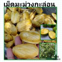 เม็ดพันธุ์ต้นมะม่วงกะล่อน เม็ดมะม่วงกะสอ เม็ดพันธุ์ต้นมะม่วงเปรี้ยว เม็ดพันธุ์มะม่วงพื้นบ้าน ชุดล่ะ 10 เม็ด