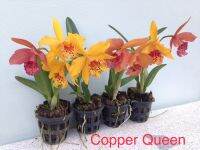 กล้วยไม้copper Queen (Home&amp;garden)กล้วยไม้ดอกใหญ่ติดดอกทุก มีสองสี ส้มกับชมพู ราคาถูก มีลวดแขวนให้ด้วยครับ เลี้ยงง่ายเหมือนกล้วยไม้ทั่วไป