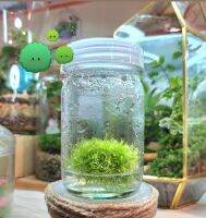 พืชกินแมลง Utricularia longifolia