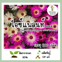 เมล็ดพันธุ์ไอซ์แพลนท์ คละสี บรรจุ 300 เมล็ด สายพันธุ์ OP แท้100%