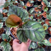 คล้าหอยเชลล์ ?calathea fasciata กระถาง5นิ้ว