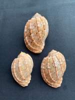 sea snail shell Carambola conch หอยทากทะเลสีน้ำตาลลาย6-9cm yang