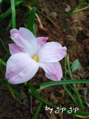 ดอกบัวดินลิลลี่พายสีชมพูอมขาว1หัวพันธุ์ ไม้ดอกไม้ประดับหายาก