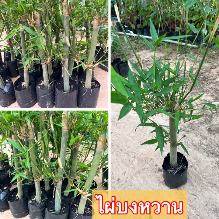 ต้นไผ่บงหวานเพชรน้ำผึ้ง-ทานสดได้โดยไม่ต้องต้ม-รสชาติหวาน-ให้ผลผลิตได้ภายใน-8-เดือน