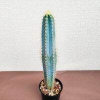 Pilosocereus Azureus Cactus ตอบลูหนามทอง