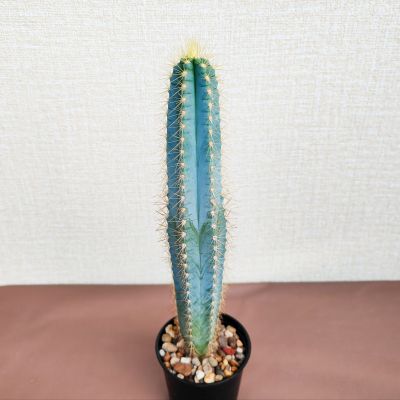 Pilosocereus Azureus Cactus ตอบลูหนามทอง