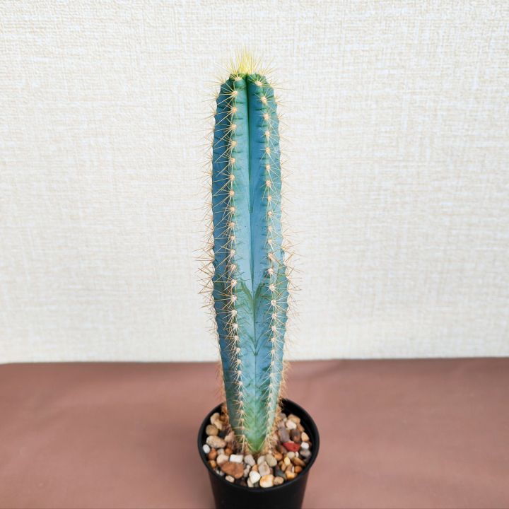 pilosocereus-azureus-cactus-ตอบลูหนามทอง